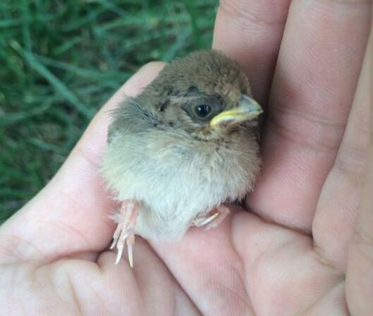 what-to-do-when-meeting-a-baby-wild-bird-care-birds