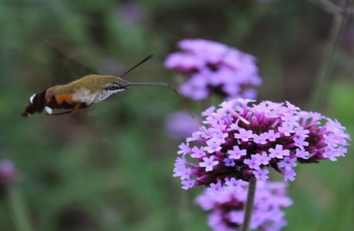 The hummingbird-like moth : Hummingbird Hawk-moth | Care Birds