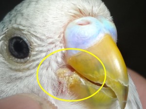 The parrot with fungal infection on the beak